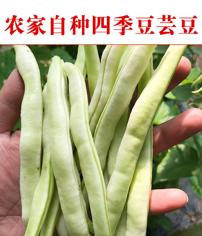 芸豆新鲜老来少白不老豆角扁豆角山东蔬菜东北3斤油豆角5四季豆