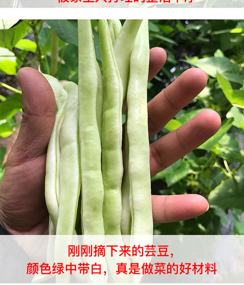 芸豆新鲜老来少白不老豆角扁豆角山东蔬菜东北3斤油豆角5四季豆